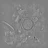 Coscinodiscus SP (indice)