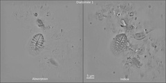 diatomée : comparaison entre absorption et indice