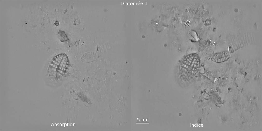 diatomée : comparaison entre absorption et indice