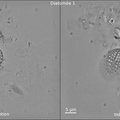 diatomée : comparaison entre absorption et indice