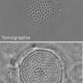 Comparaison holographie et tomographie diffractive
