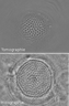 Comparaison holographie et tomographie diffractive