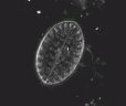 Image 3D d'une frustule de diatomée