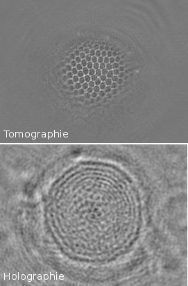 Image d'une diatomée (section 2D) en holographie (bas) et tomographie diffractive (haut) montrant la différence de résolution latérale et la capacité de sectionnement selon la profondeur.
Imaging of a diatom (2d Slice) in holography (bottom) and diffractive tomography (top), showing the difference between the lateral and longitudinal resolution (optical sectioning). holographie_tomographie_diatomee_xy_plan202.png
