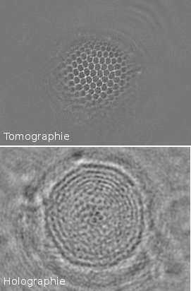 Comparaison holographie et tomographie diffractive