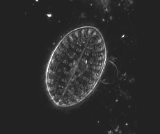 Image 3D d'une frustule de diatomée
